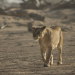 Namibia - Flüsse aus Sand