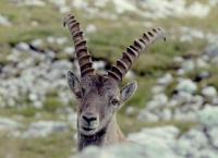 Faszination Heimat - Jagd