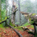 Wildes Land - Naturjuwel Nationalpark Kalkalpen