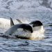 Achtung Orcas!