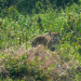 Leben mit dem Jaguar