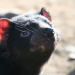 Welt der Tiere
