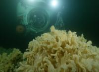 Blaues Wunder Pazifik