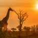 Wasserlöcher - Oasen für Afrikas Fauna