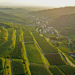 Naturparadies Weinberg