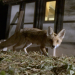 Wilde Nächte - wenn die Tiere erwachen