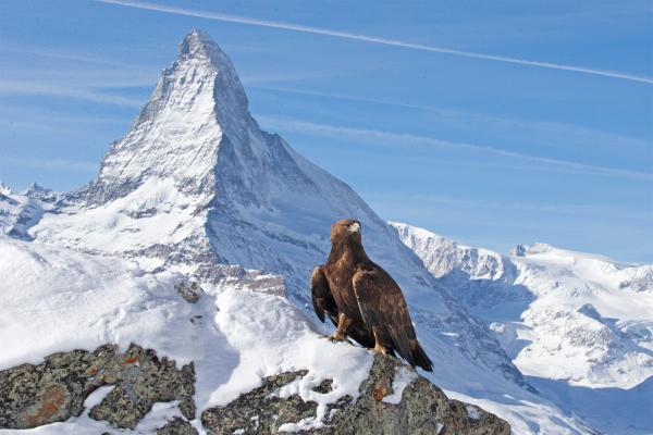 Bild 1 von 1: 