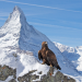 Die Alpen - Zauber der Wildnis
