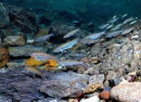 Unbekanntes Kalifornien