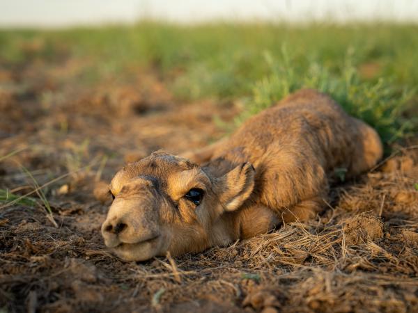 Bild 1 von 15: Wunder der Natur: Jedes Jahr im Mai bringen die Saiga-Antilopen alle gleichzeitig ihre Jungen zur Welt.