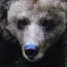 Welt der Tiere