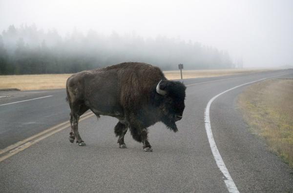 Bild 1 von 3: Im Winter verlassen Bisons auf der Suche nach Futter den Yellowstone National Park und nähern sich Häusern und Viehweiden. Da sie im Verdacht stehen, Krankheiten auf Kühe zu übertragen, macht das viele Landwirte nervös.