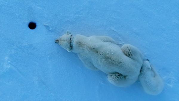 Bild 1 von 15: Eisbärin Misha mit vier Monate alter Tochter Flocke, vor Robben-Luftloch, auf Spitzbergen