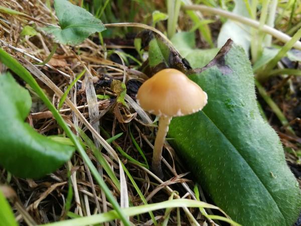 Bild 1 von 2: Ein Pilz im Gras.
