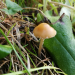Geheimnis der Pilze