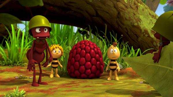 Bild 1 von 8: Paul lässt seine Himbeere gut bewachen.