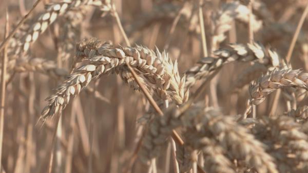 Bild 1 von 5: Durch die Einführung profitträchtiger Getreidesorten leidet weltweit die Sortenvielfalt in der modernen Landwirtschaft.