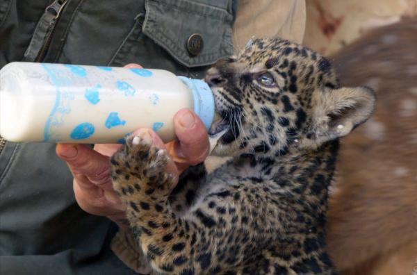 Bild 1 von 4: Die kleinen Jaguare brauchen viel Zuwendung: Alle zwei Stunden muss jemand nach ihnen sehen und sie füttern.