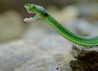 Kambodschas größter Regenwald