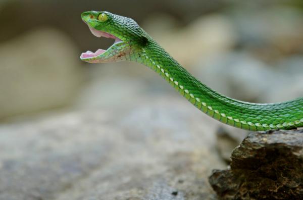 Bild 1 von 3: Eine Weißlippen-Bambusotter im Kardamomgebirge in Kambodscha