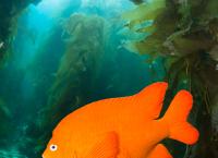 Mysteriöse Meere: Mutanten unter sich