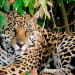 Leben mit dem Jaguar