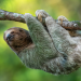 Planet der Tiere