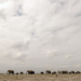 Die sozialen Netzwerke der Tiere