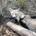 Tierbabys - süß und wild!