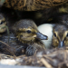 Tierbabys - süß und wild!