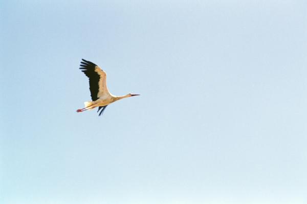 Bild 1 von 6: Weißstorch.