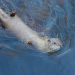 Tierische Augenblicke