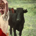 Pippi Langstrumpf