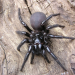 Toxische Tierwelt