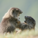 Abenteuer Wildnis