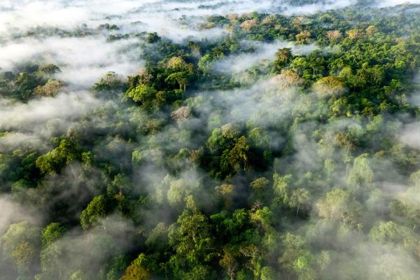 Bild 1 von 15: Im Tiefland von Mittelamerika wie hier in Costa Rica wachsen noch sehr artenreiche Regenwälder.