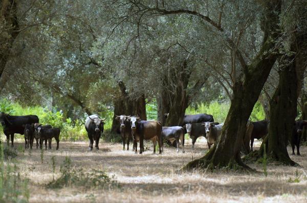 Bild 1 von 1: Eine Kuhherde zwischen Olivenbäumen