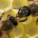 Unsere Bienen - Rettung in Sicht