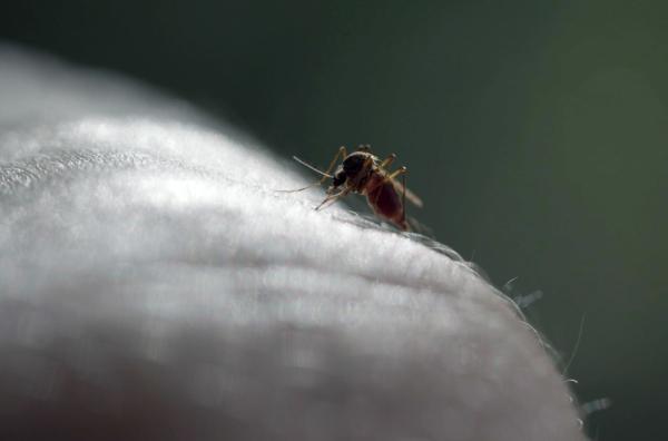 Bild 1 von 4: Eine Mücke kann Viren nur übertragen, wenn sie sich vorher bei Mensch oder Tier infiziert hat. Danach bleibt sie lebenslang ansteckend und kann das Virus bei jedem Stich weitergeben.