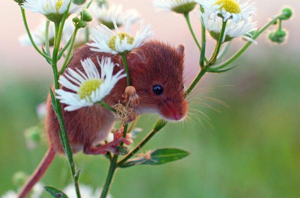 Bild 1 von 1: Für die Mäusekinder ist es der erste Tag weg von zuhause. Jetzt müssen sie lernen, welche Pflanzen wirklich schmecken.
