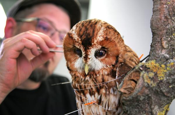 Bild 1 von 1: Genadelt und fixiert. So sichert der Präparator Steffen Lässle die perfekte Haltung des Käuzchens.