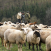 Expedition in die Heimat