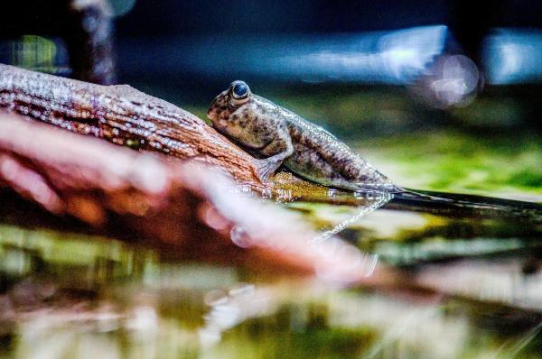 Bild 1 von 22: Im Bild: Zwergschlammspringer Arnie.