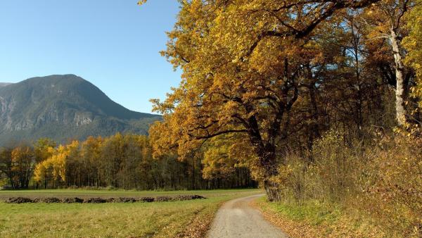Bild 1 von 32: Im Bild: Herbstwald.