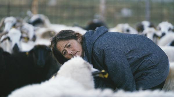 Bild 1 von 7: Slavka bei den Schafen