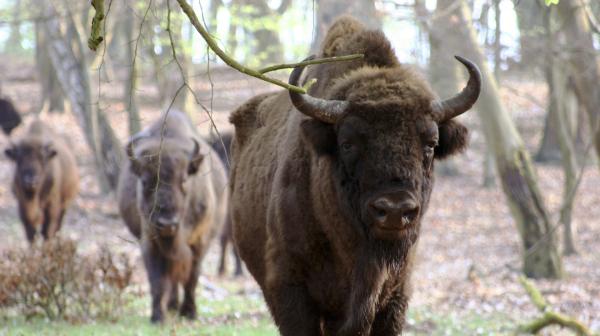 Bild 1 von 5: In Polen leben rund 200 Wisente frei in der Nähe des Oderdeltas. Immer wieder wandern einzelne Tiere auch nach Deutschland. Wir müssen allerdings erst wieder lernen mit diesen Urrindern zu leben.
