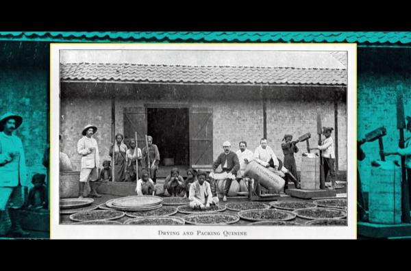 Bild 1 von 3: Bei der Kolonialisierung der Welt machten die Europäer auch vor Pflanzen nicht Halt: Sie wurden gesammelt, verschifft, gekreuzt, akklimatisiert und im Dienste von Wirtschaft, Wissenschaft und Kolonialprestige ausgebeutet.