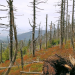 Der Wald in der Klimakrise