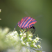 Wie geht es unseren Insekten?