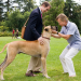 Marmaduke